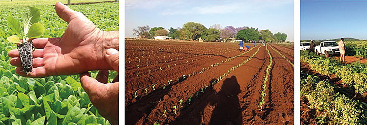 Il tabacco Solaris: dall'Africa una nuova speranza per alimentare i jet