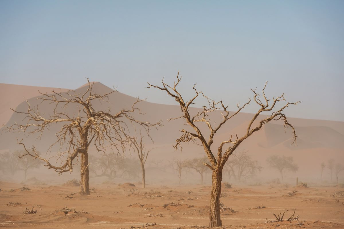 COP16 Desertification, the negotiations on soil protection are underway