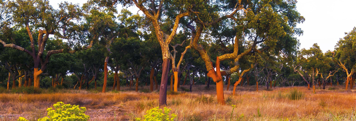 Foreste da conservare