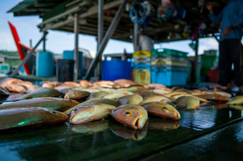 Il Circular Marine Food System sostenuto dalla ricerca italiana