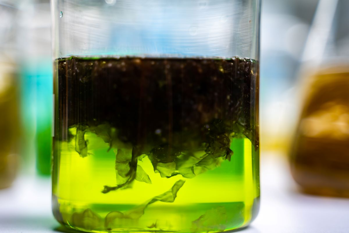 Startup: inks and pigments from algal waste with Living Ink