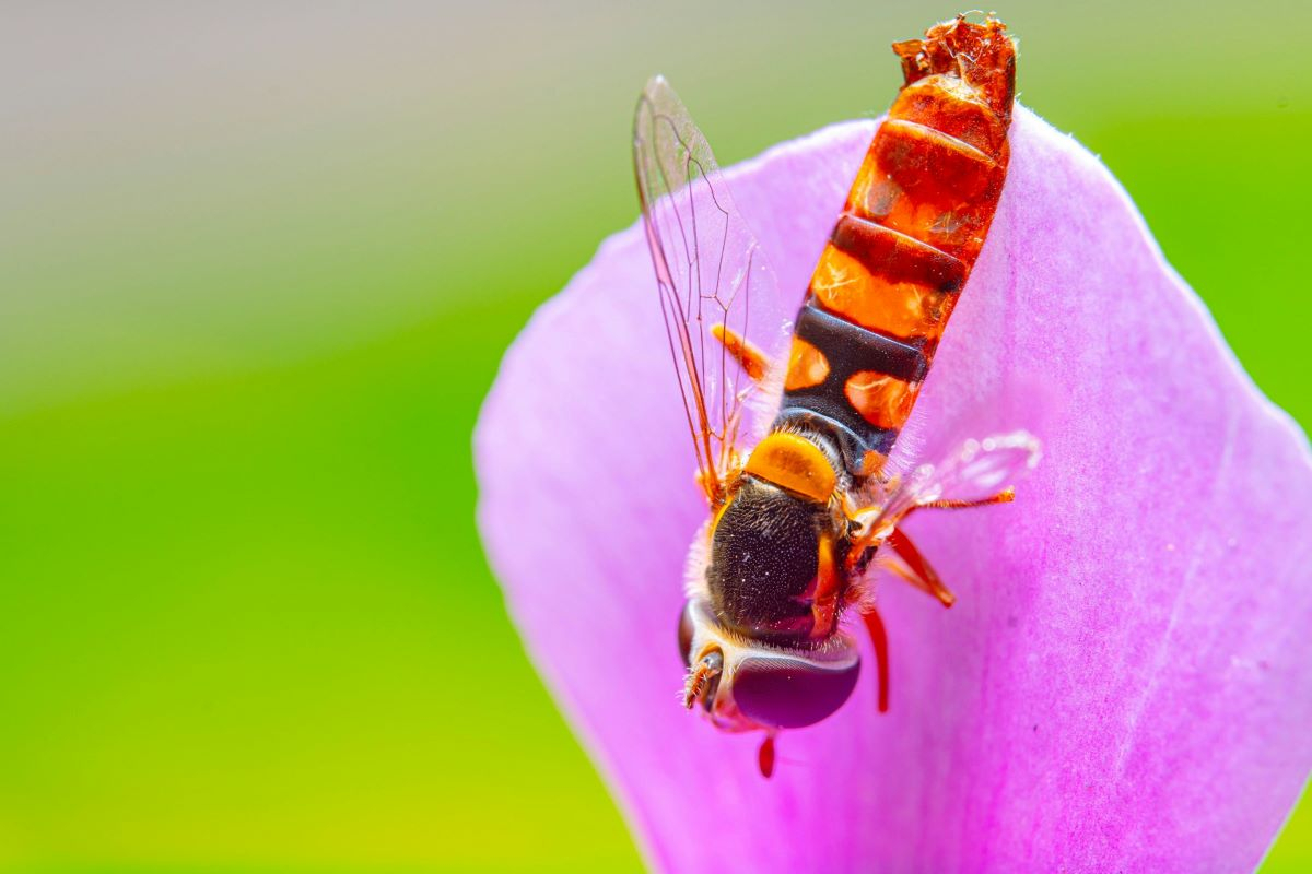 Startup, Olombria: pollination with hoverflies and precision technology