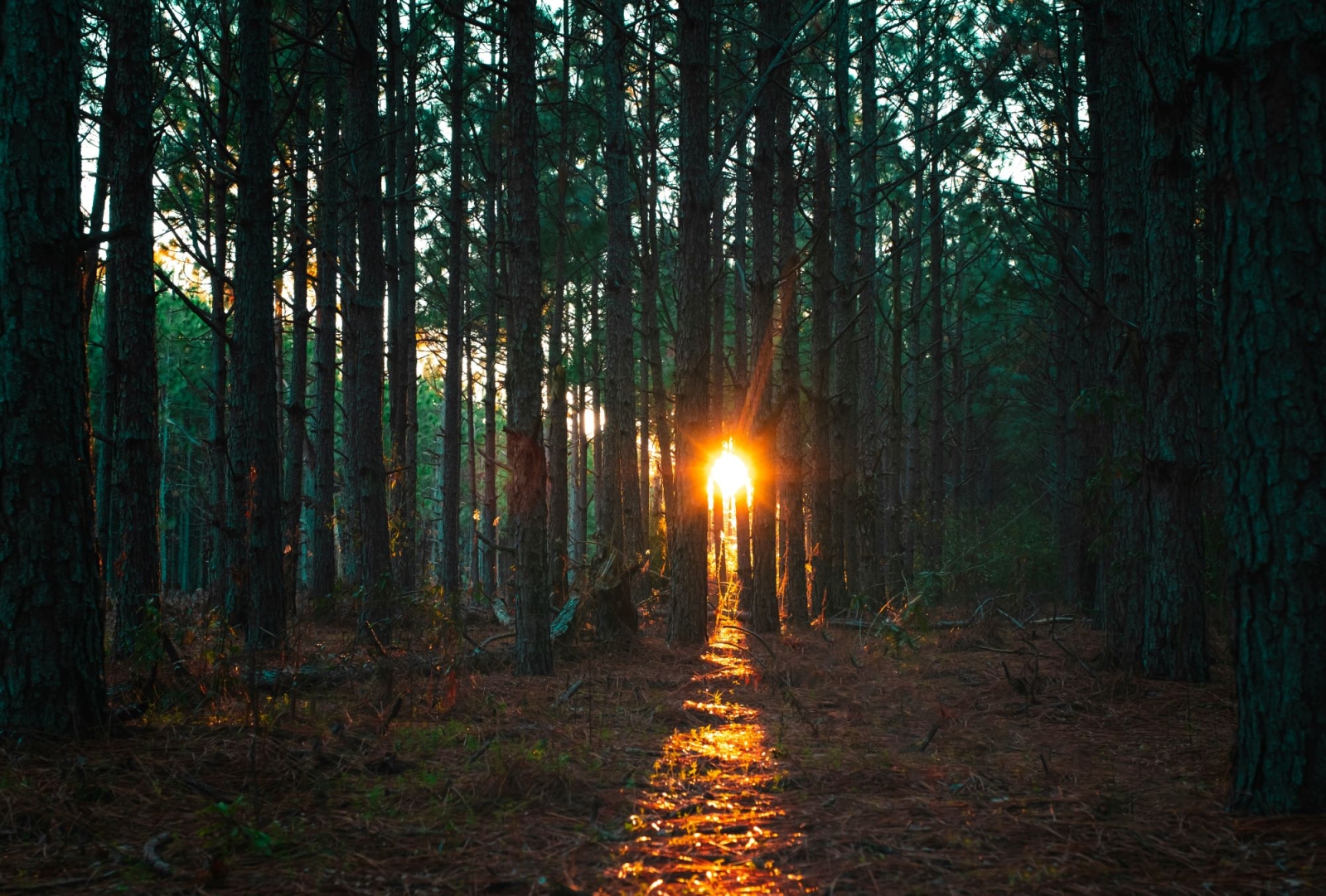 Carbonsink, Climate Action Starts with Forests