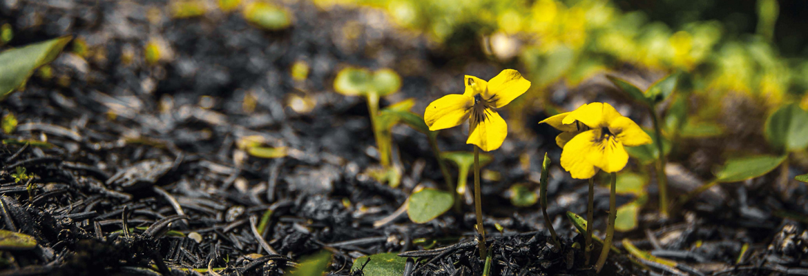 Scende in campo il compost