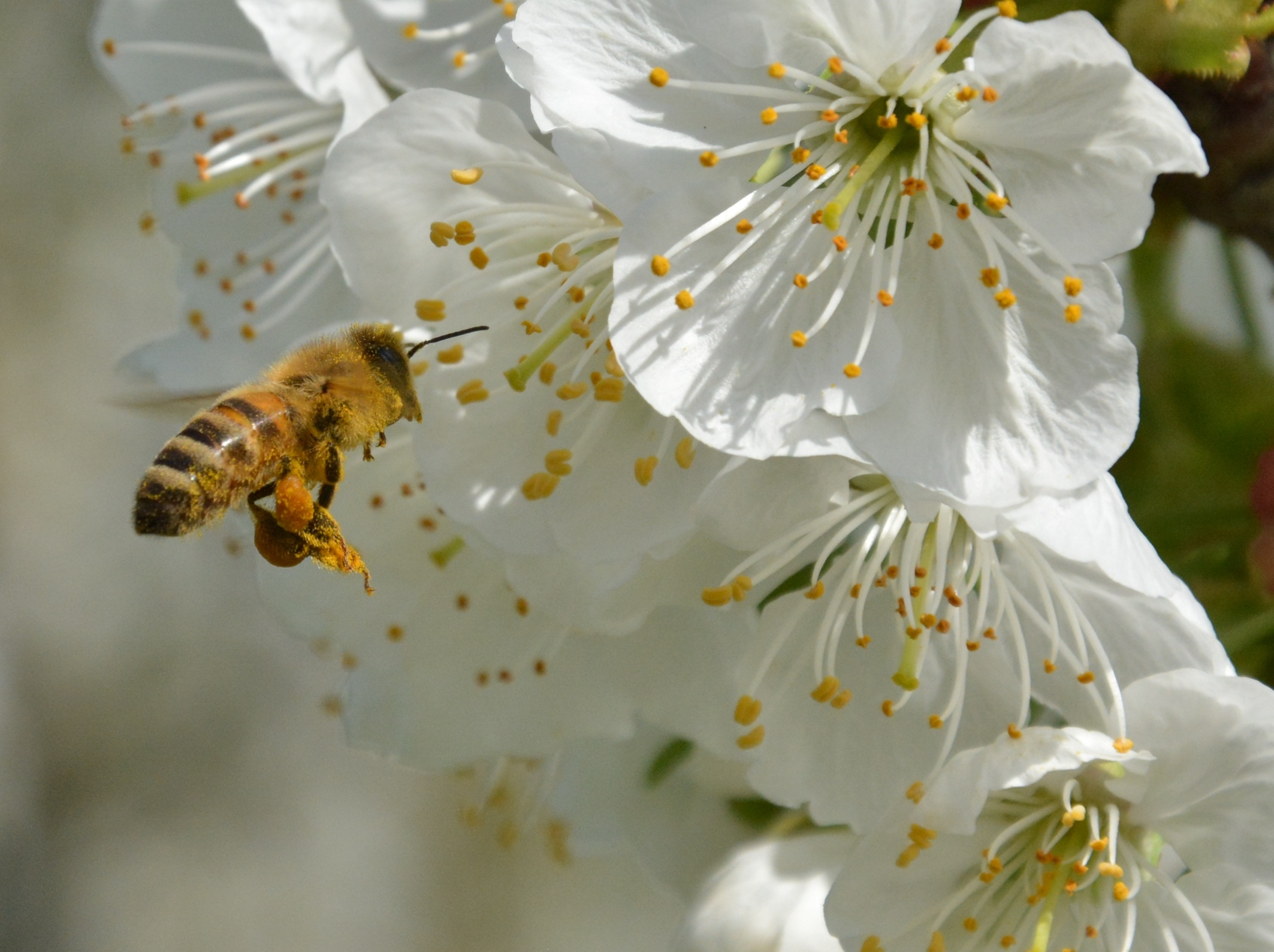 Dallo zucchero al miele, una multifiliera biologica per tutelare la biodiversità