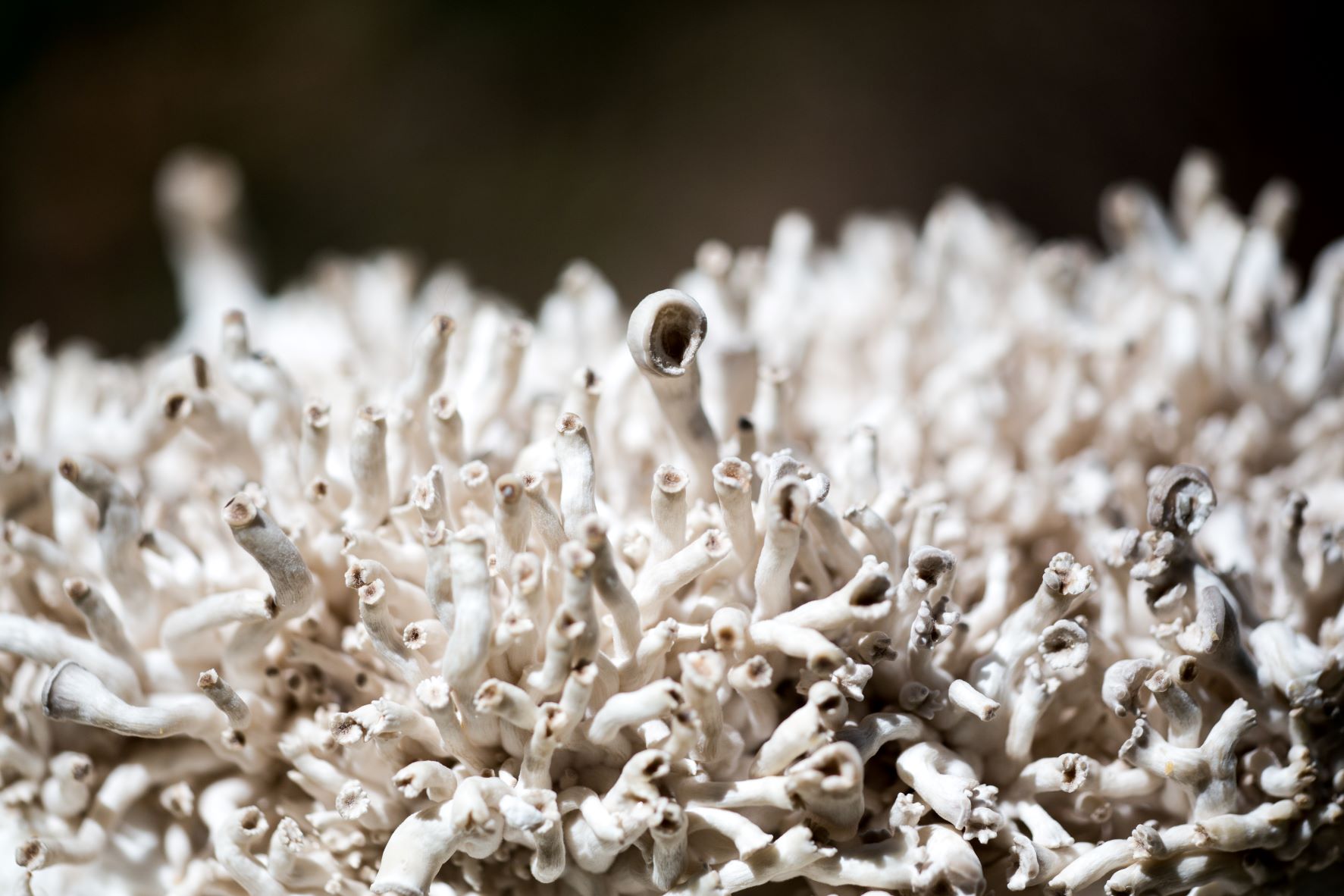 Architects of Ecosystems: Will Fungi Shape Our Sustainable Future?