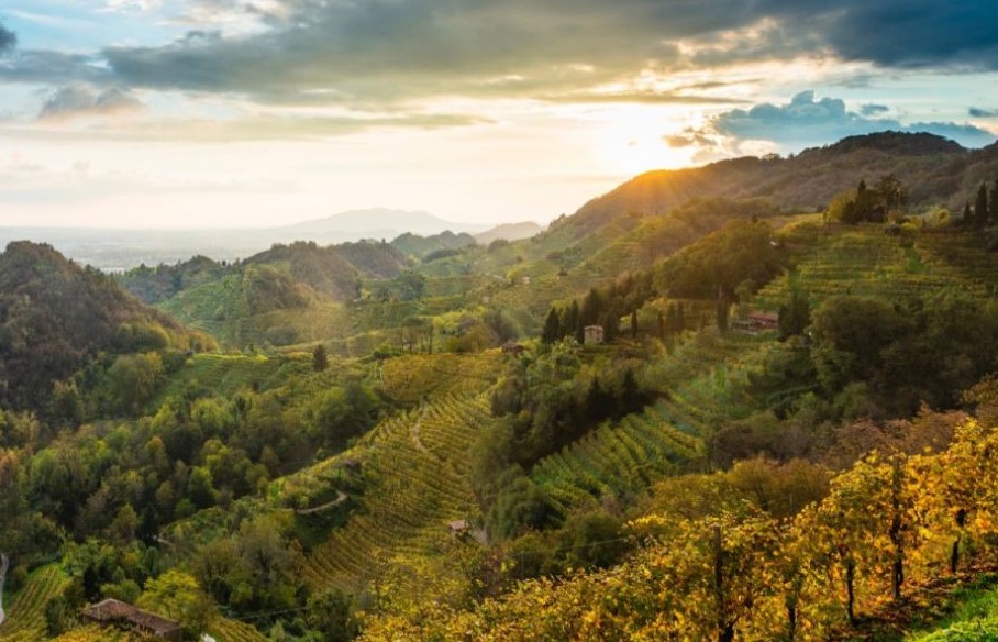 Pacciamatura in Mater-Bi e bioerbicidi per il Prosecco: c’è l’accordo con Novamont