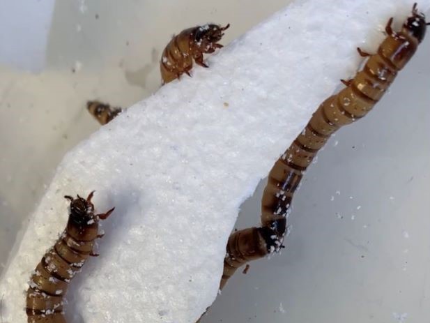 Superworms like styrofoam, and that's great news for plastic recycling