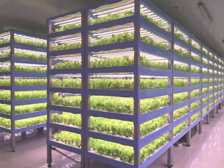 Vertical farming e ortaggi imperfetti: due vie per la sostenibilità della filiera alimentare