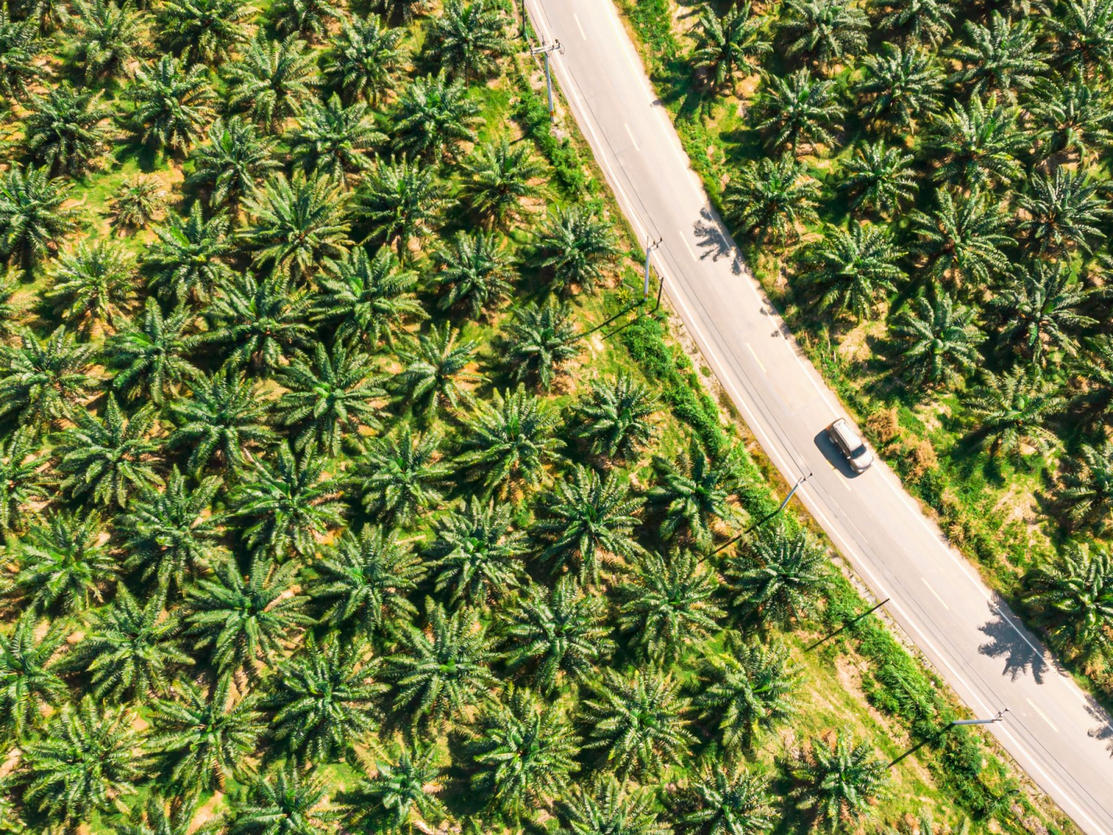 Come il Regolamento EUDR può ridurre la deforestazione e migliorare l’agricoltura