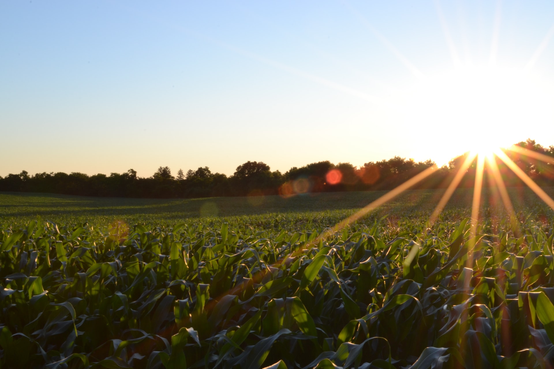 Agrivoltaico ed economia circolare: l’accordo fra Coldiretti e Innovatec 