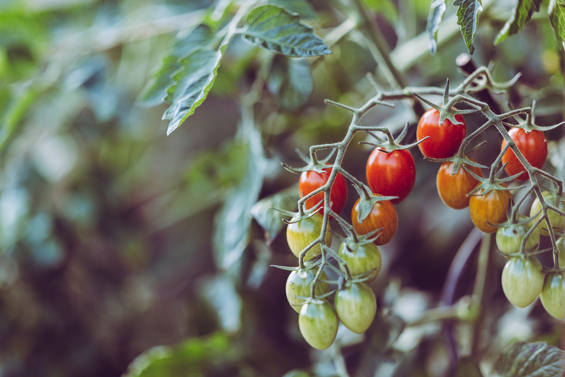 Agroecologia circolare: l’agricoltura verso la transizione, raccontata in un libro