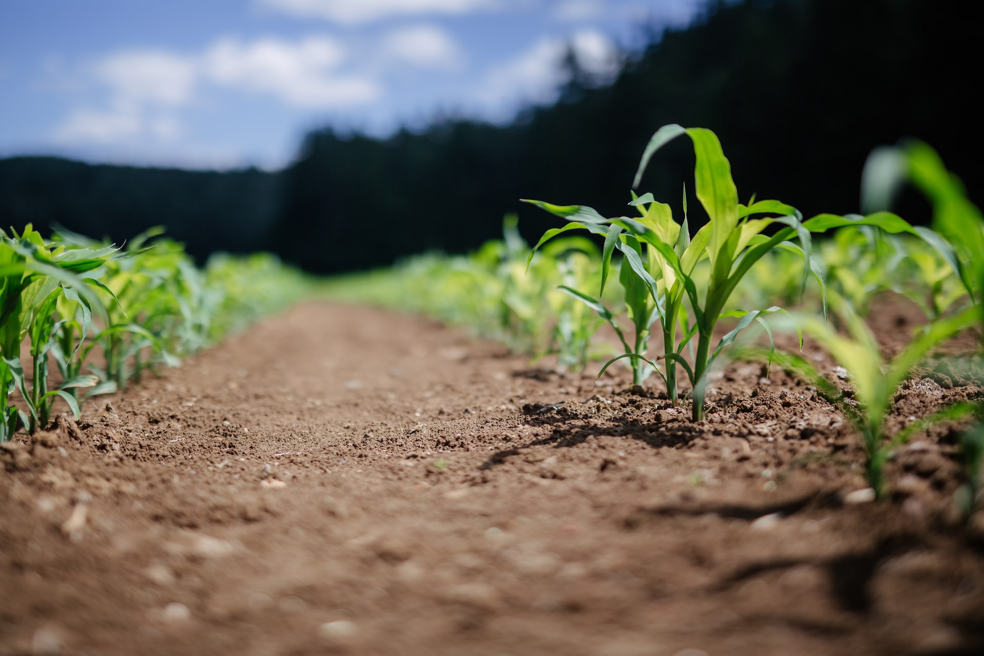 Agricoltura per il clima: arriva Mater-Agro, il piano Coldiretti - Novamont