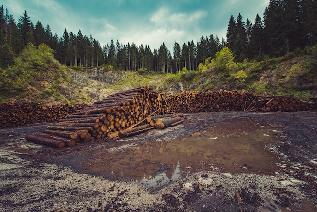 Ecco cosa prevedono le nuove regole europee contro deforestazione e degrado forestale 