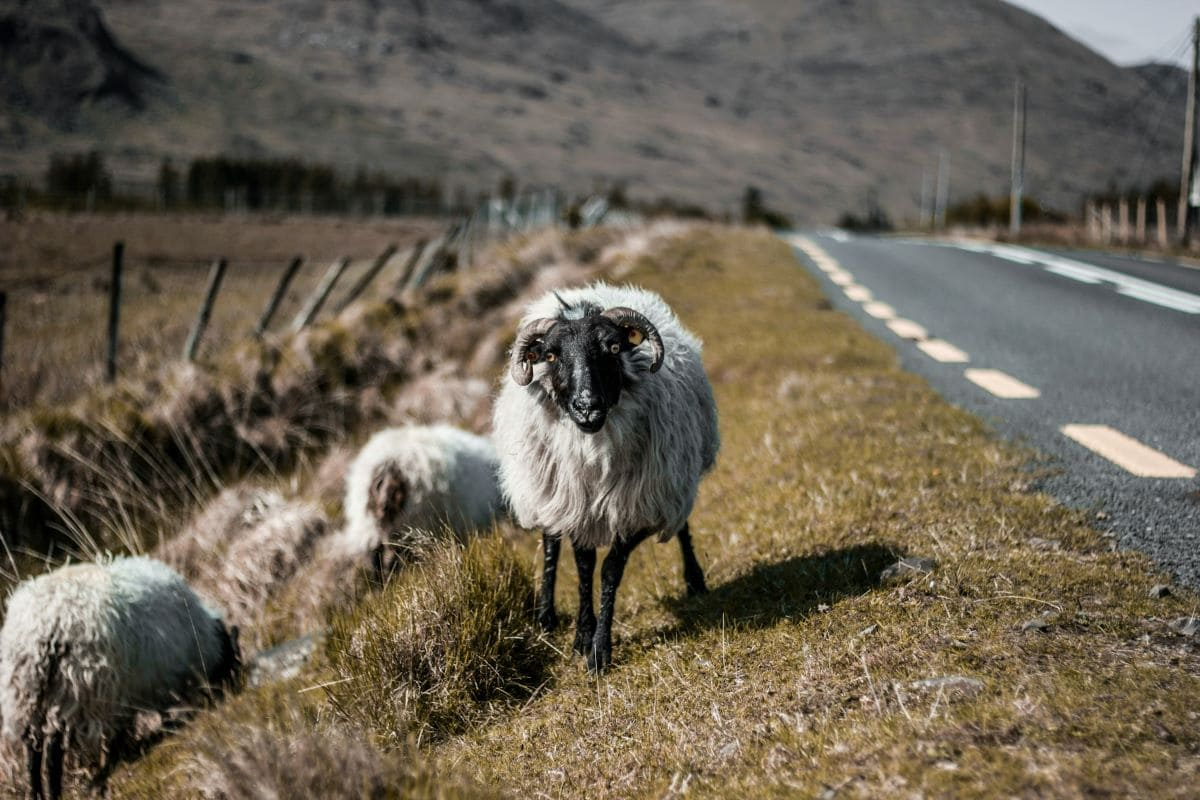 L’economia dell’Irlanda è in crescita, ma i costi ambientali sono alti