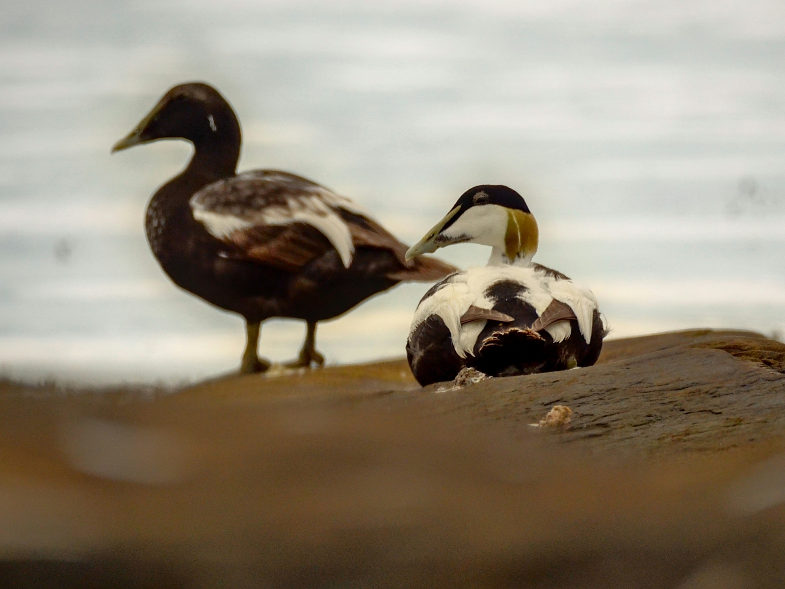 Eiderdown, a story of mutual relationship between species