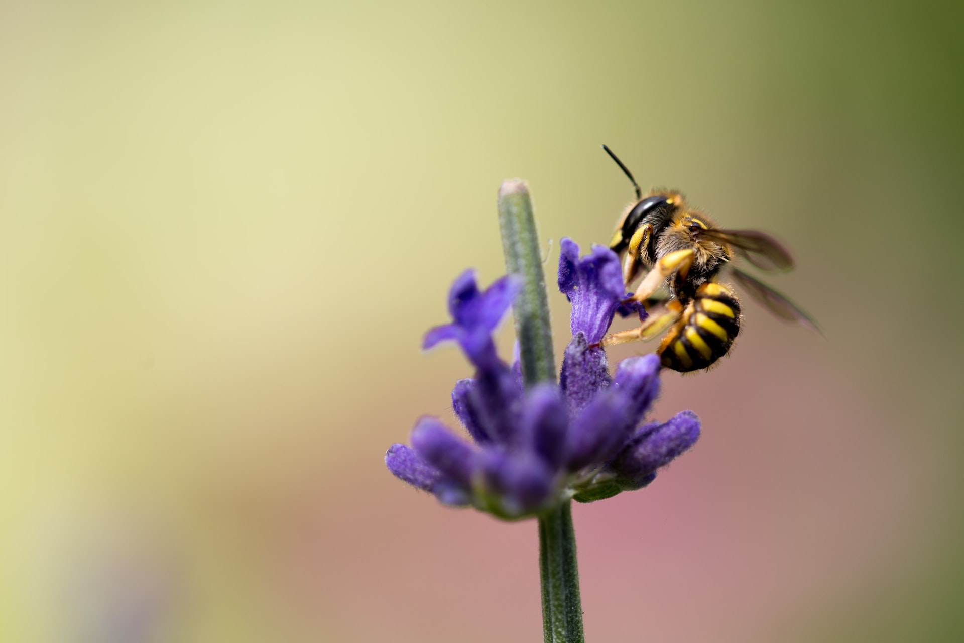 Un milione di firme per salvare le api dai pesticidi sintetici