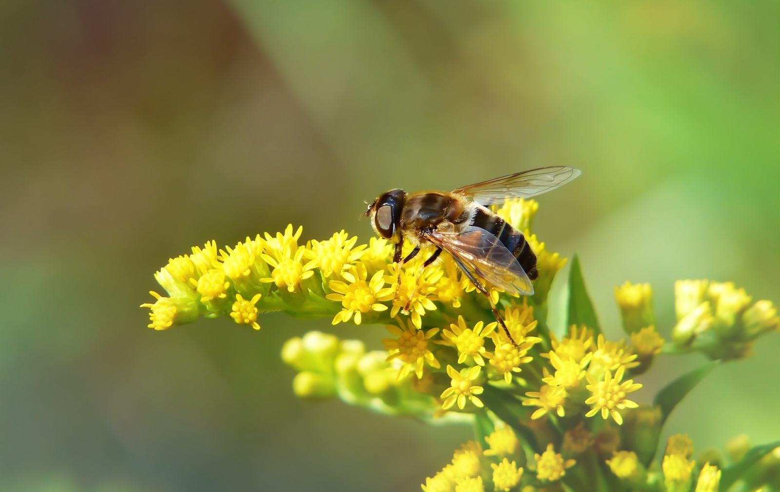 In Francia il primo successo della biodiversity litigation