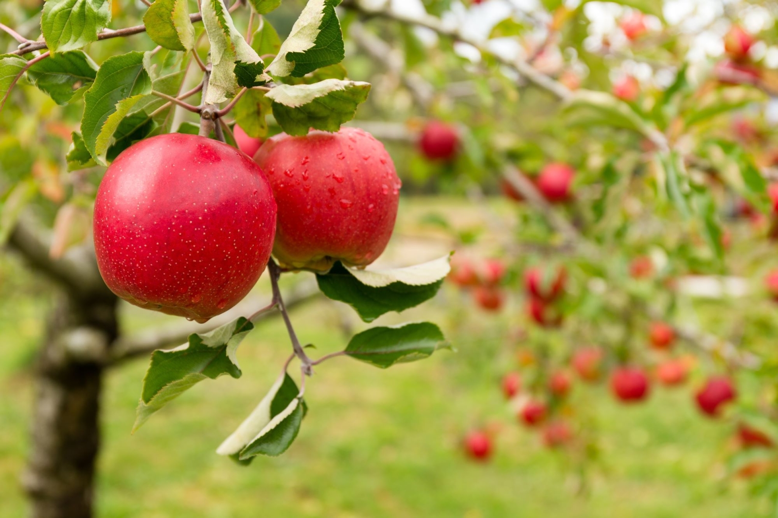 Rivestimenti biobased, laser e raggi UV per un sistema alimentare più sano