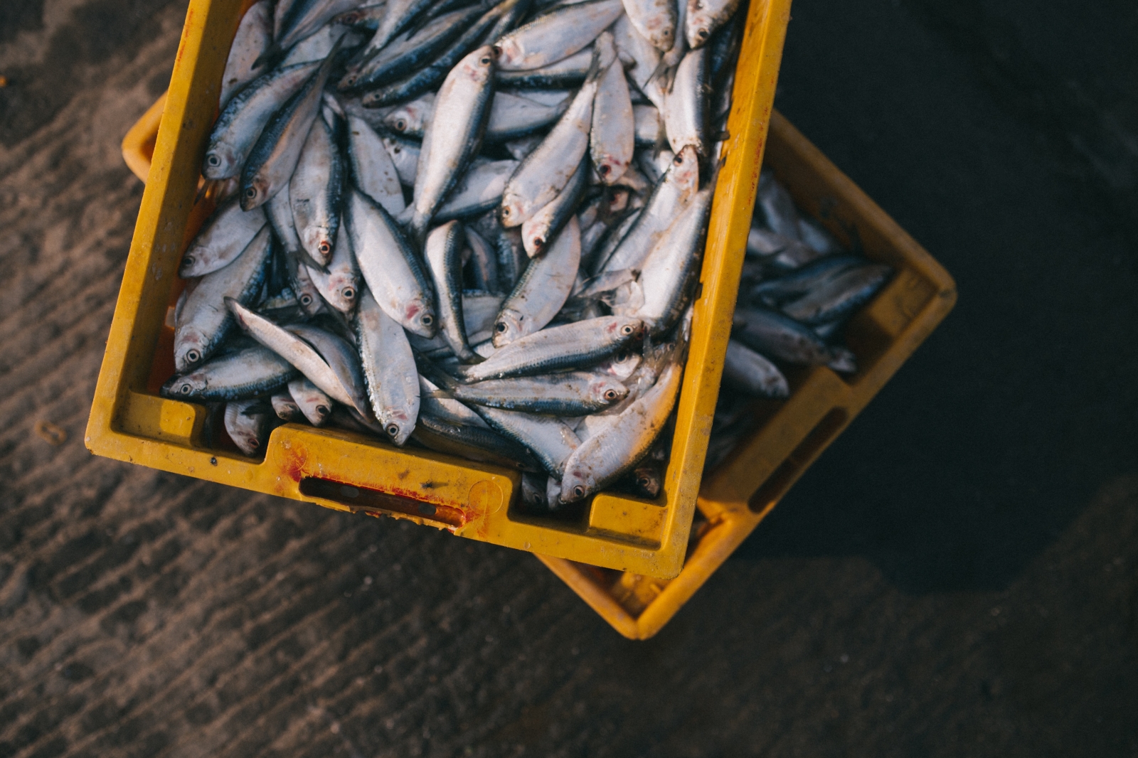 Startup: AI and Satellite Remote Sensing in Support of Fish Farmers with Aquaconnect