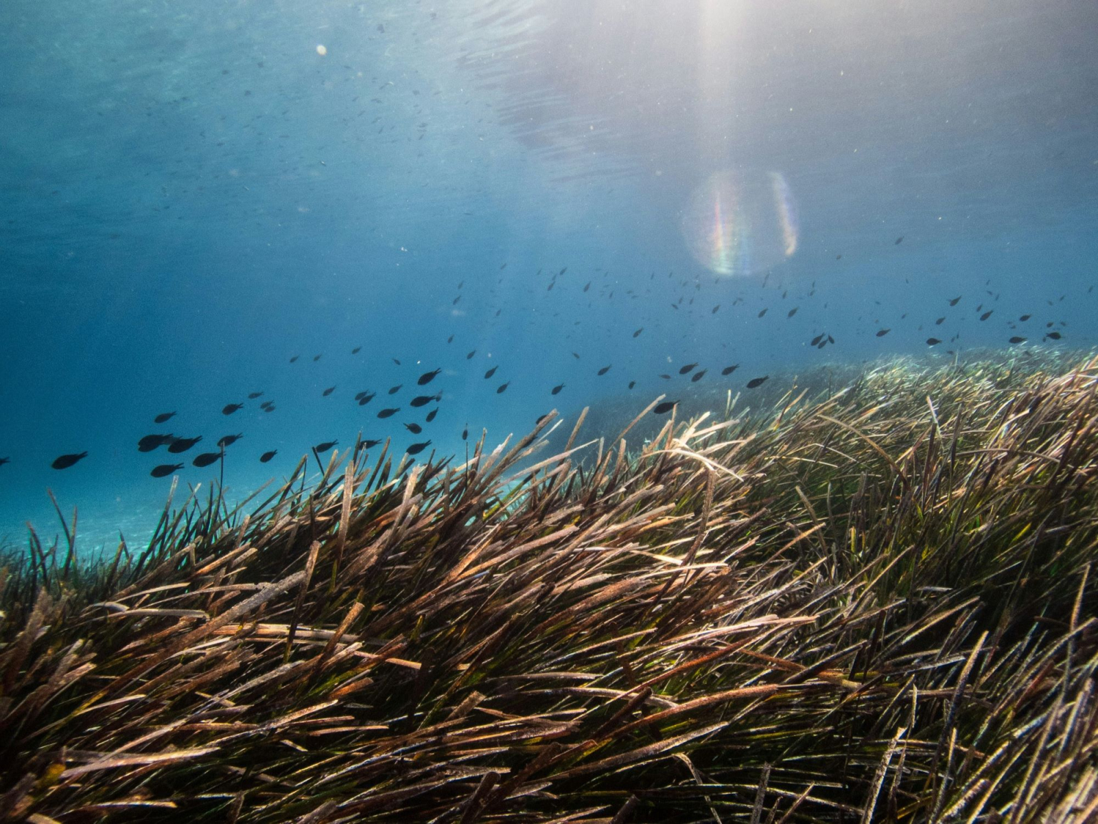 Posidonia Oceanica, la ricerca di E.On per tutelare i mari e la biodiversità