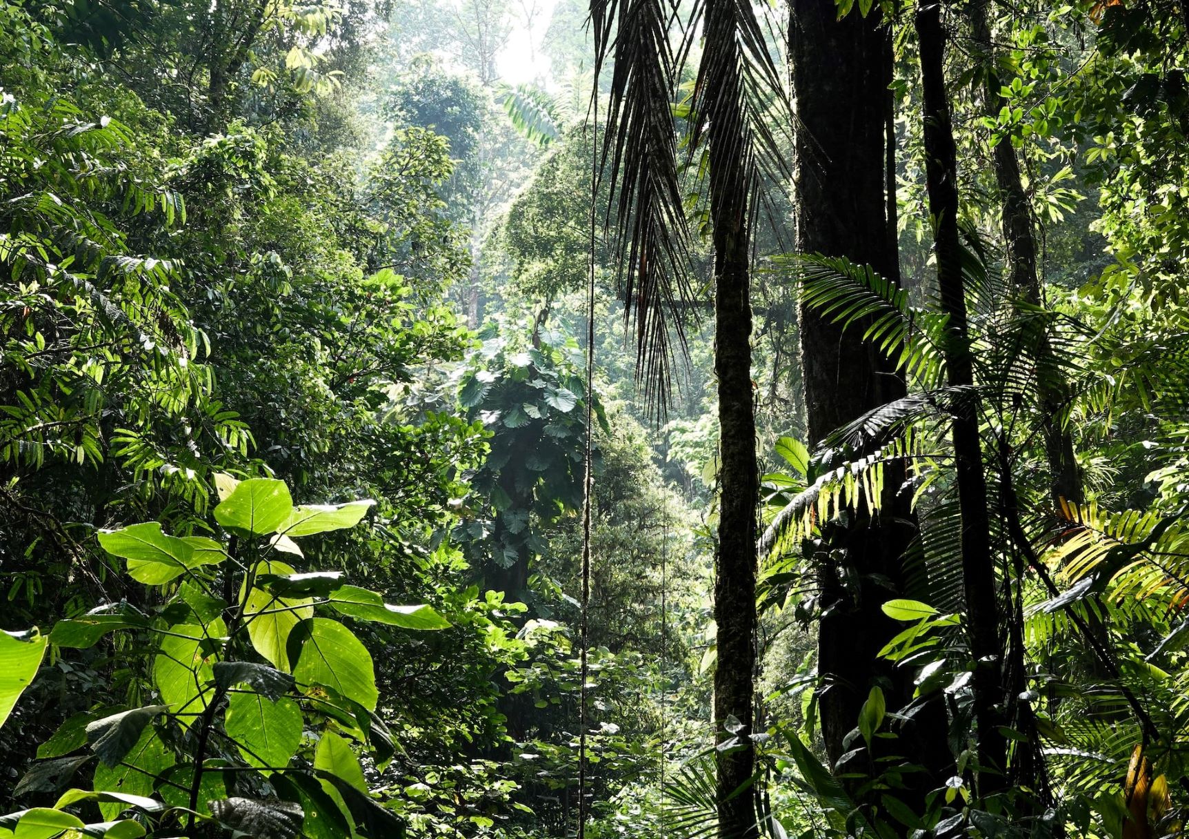 COP27, come la biodiversità può aiutare il clima. E viceversa