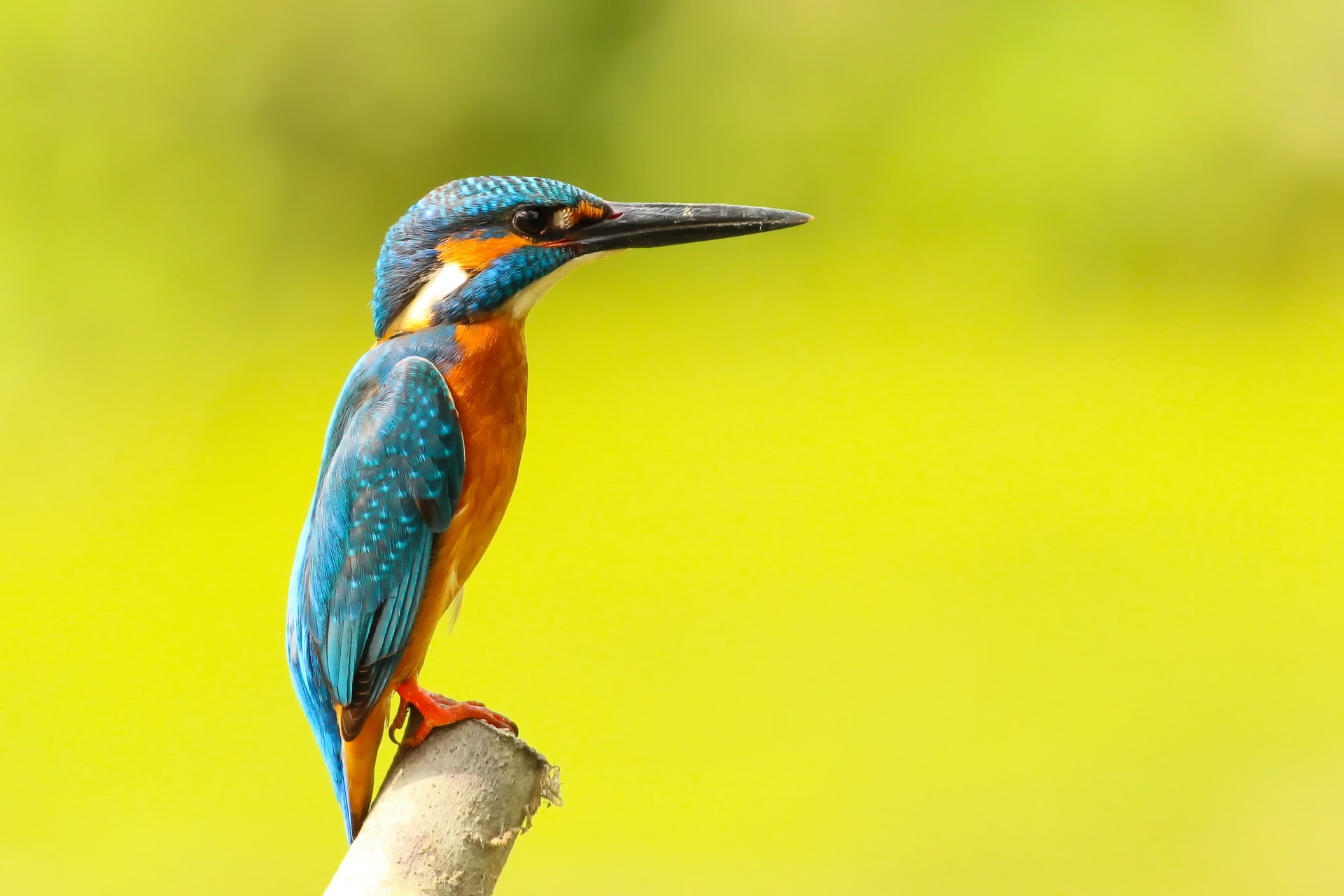 Che cos’è la biodiversità: un webinar con Valeria Barbi