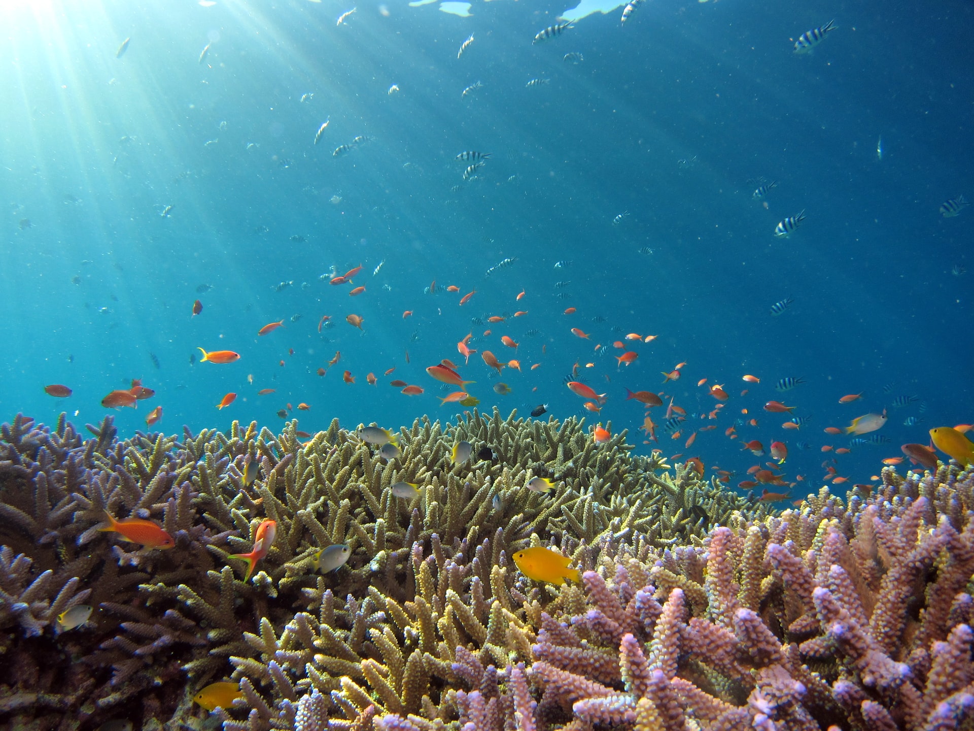 Se vogliamo proteggere la biodiversità, non c’è più margine d’errore