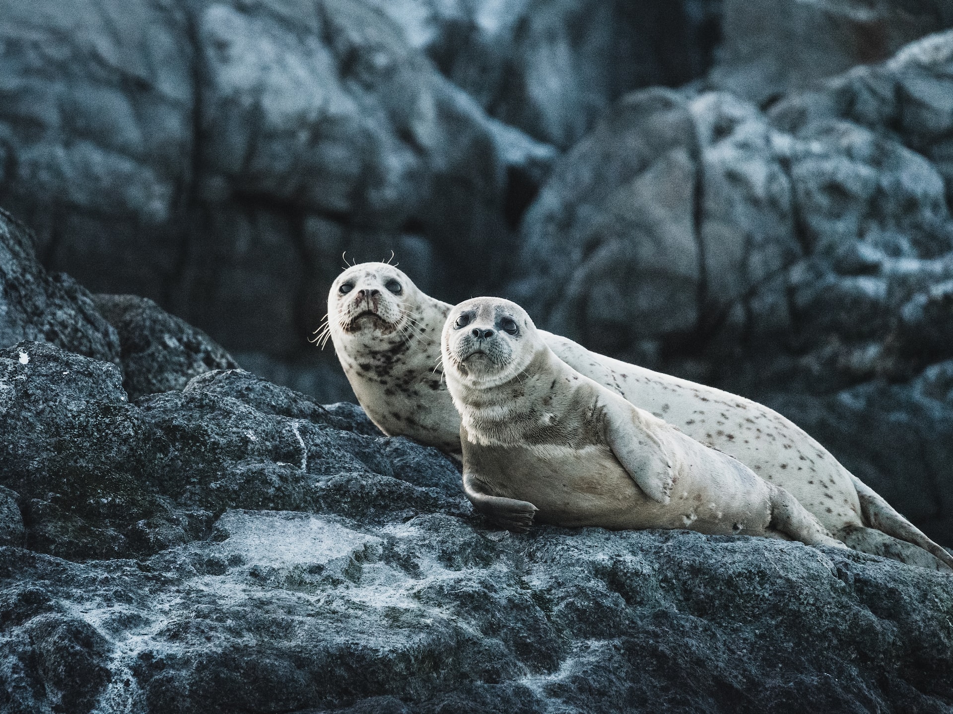 COP15 sulla biodiversità: il 30x30 è un obiettivo da ripensare?