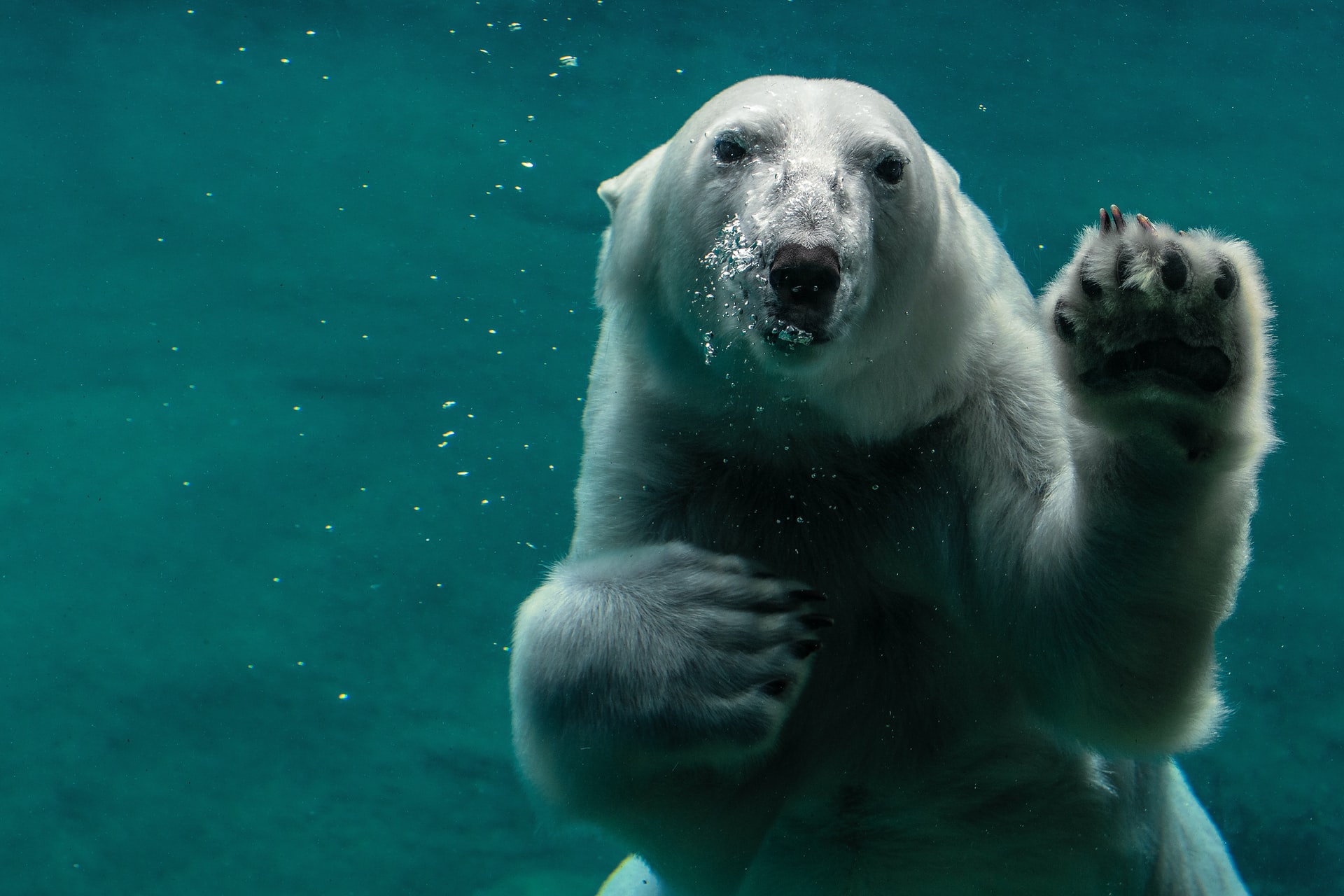 Biodiversità, la grande sfida del 2022. Quale lezione per politica e imprese?