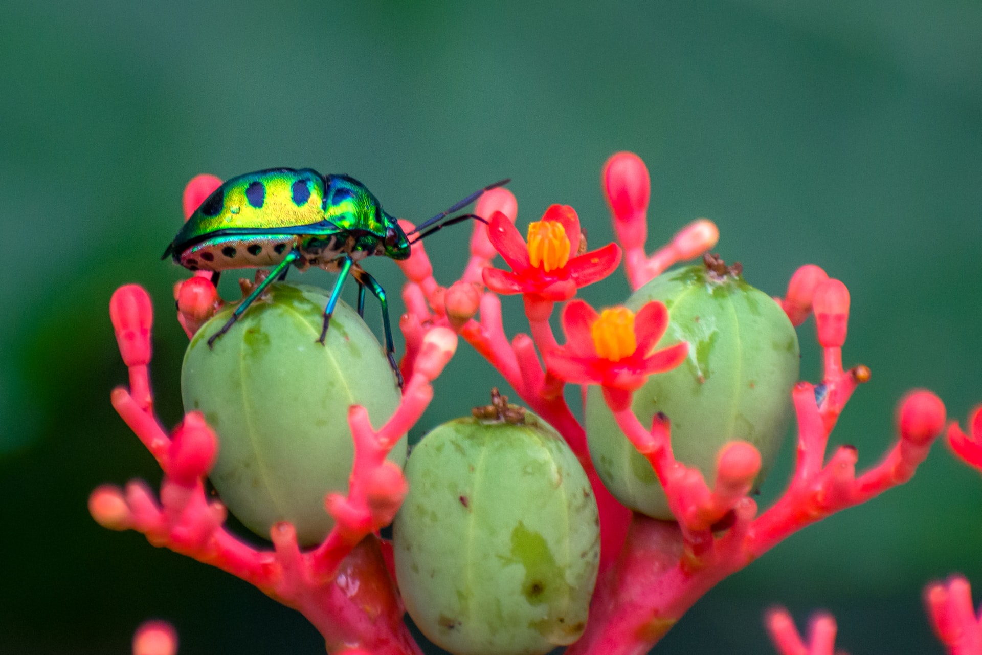 Lambertini del WWF: attenzione massima sui negoziati per la biodiversità