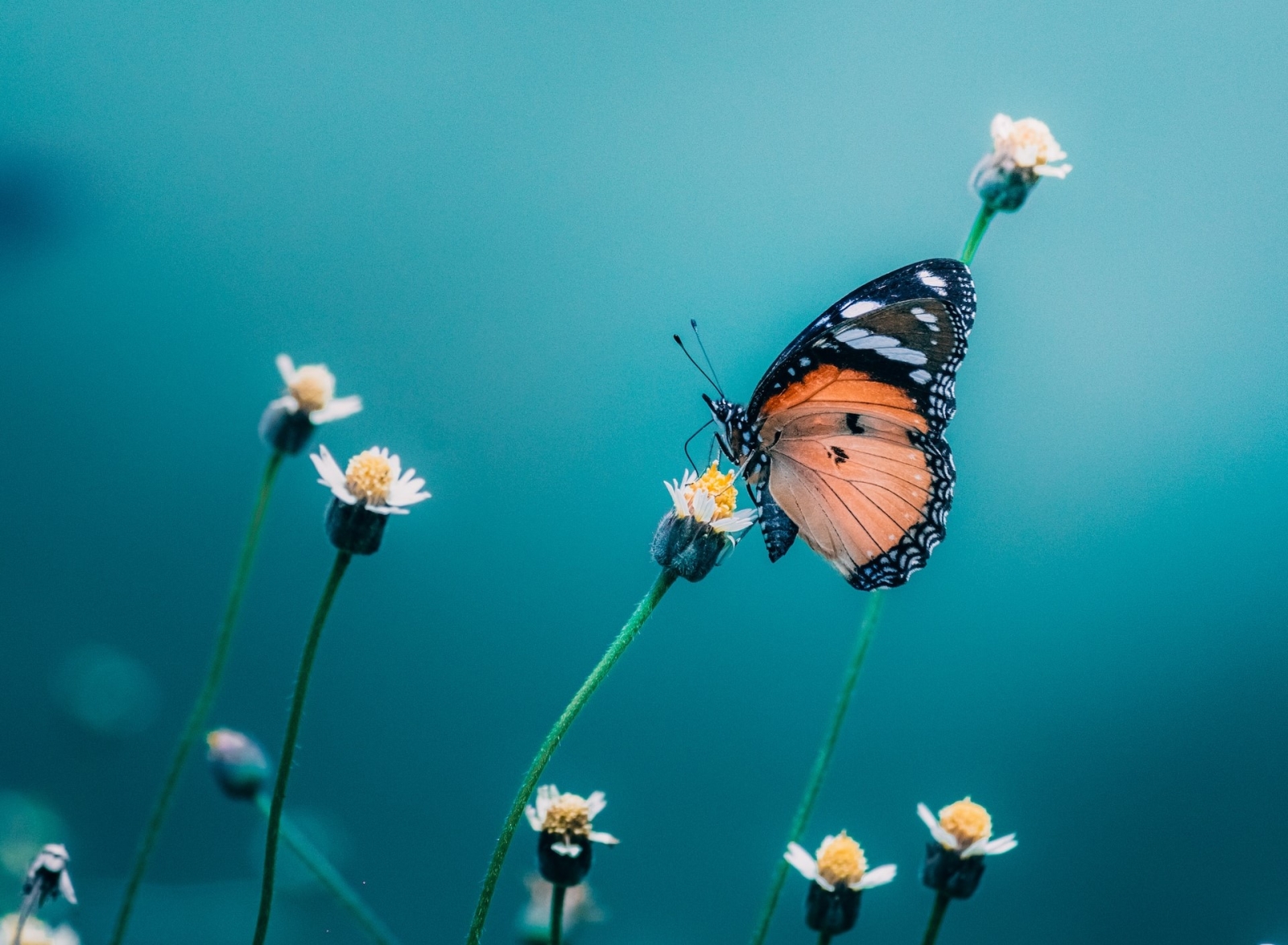 Startup: measuring biodiversity through drones and sensors with Pivotal