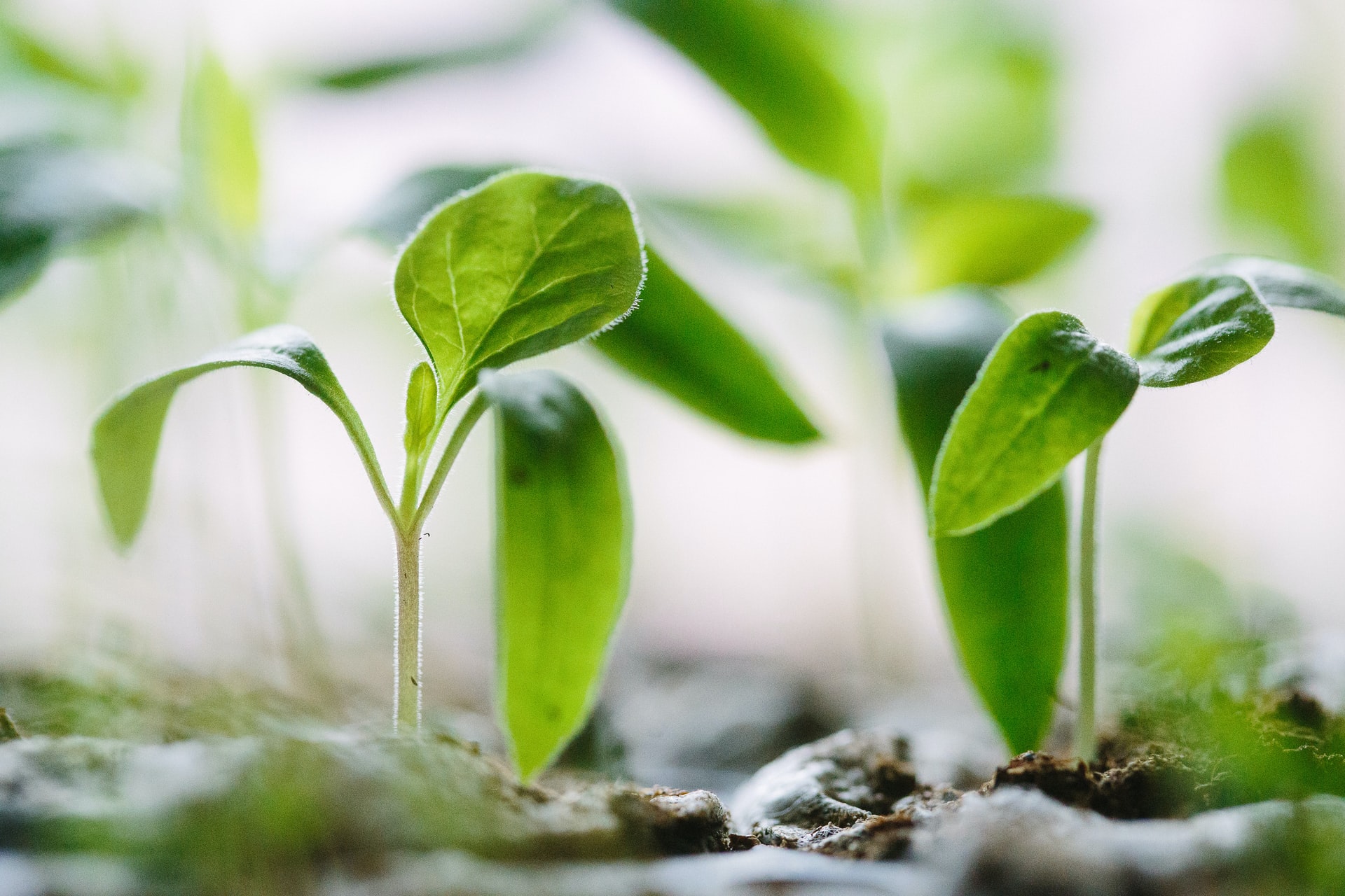 Il 27 maggio è la Giornata Nazionale della Bioeconomia