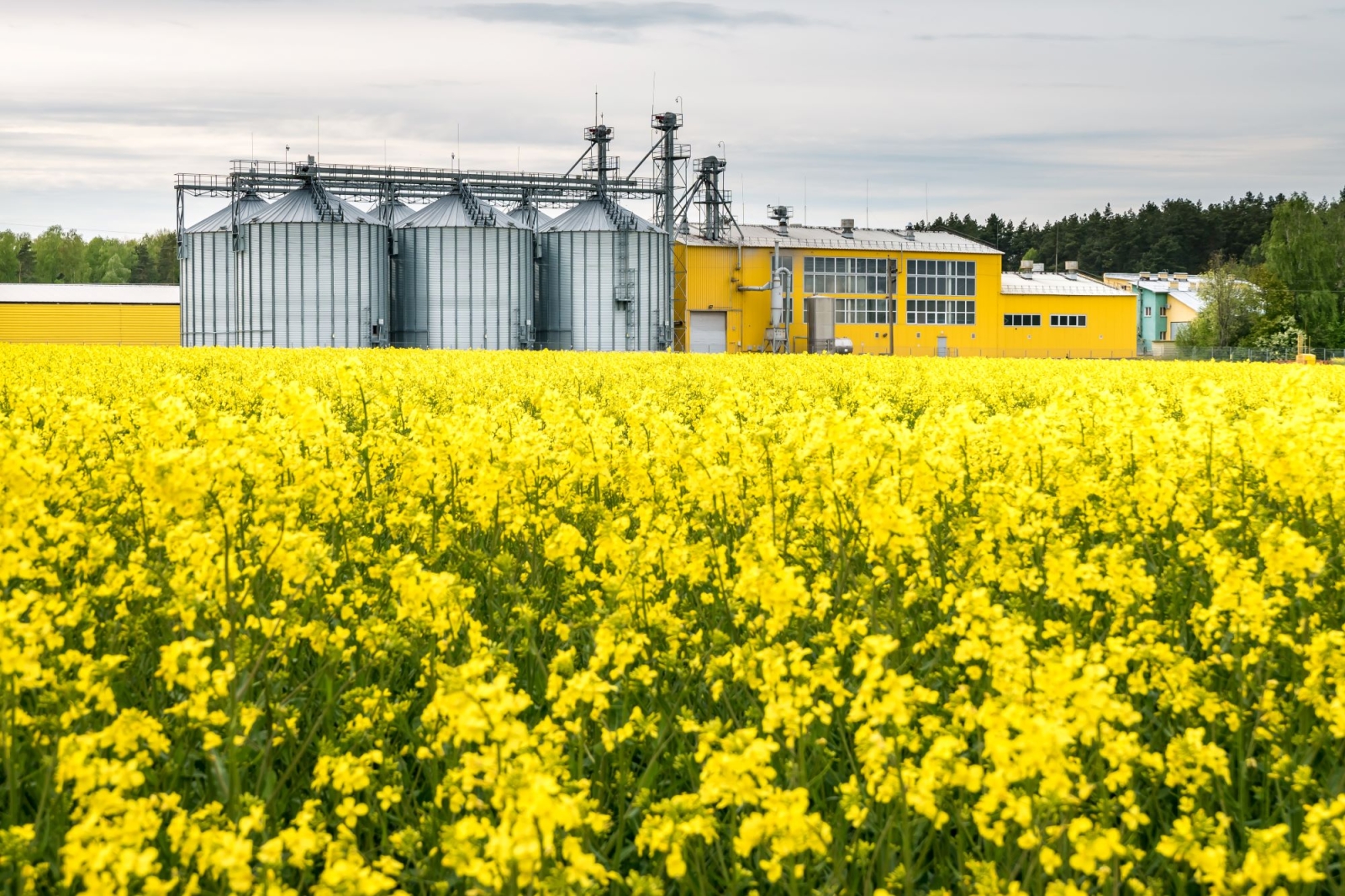 Bioeconomia: la natura offre più soluzioni di quante ne possiamo immaginare