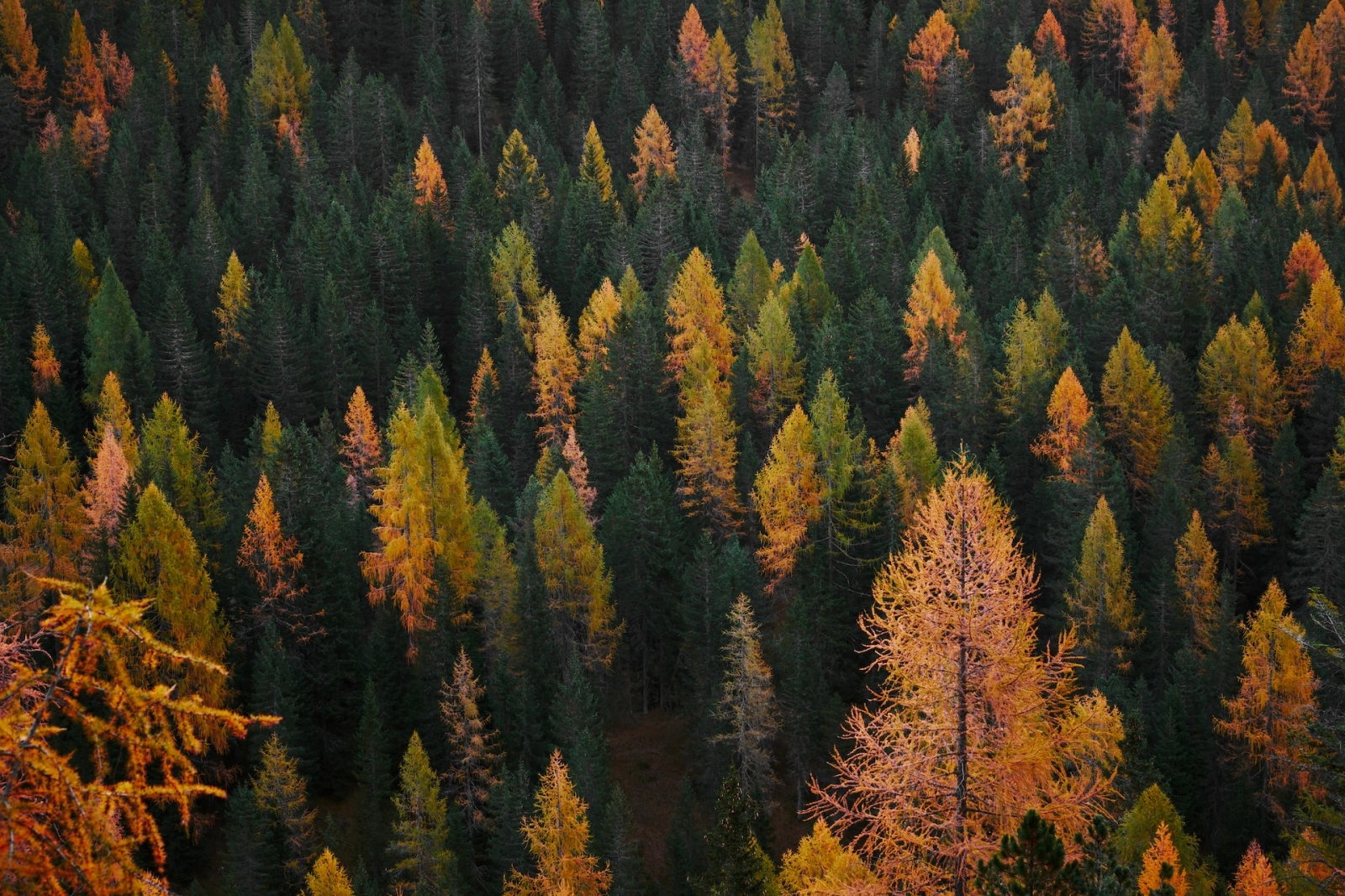 Carbon farming, in arrivo il registro italiano dei crediti di carbonio