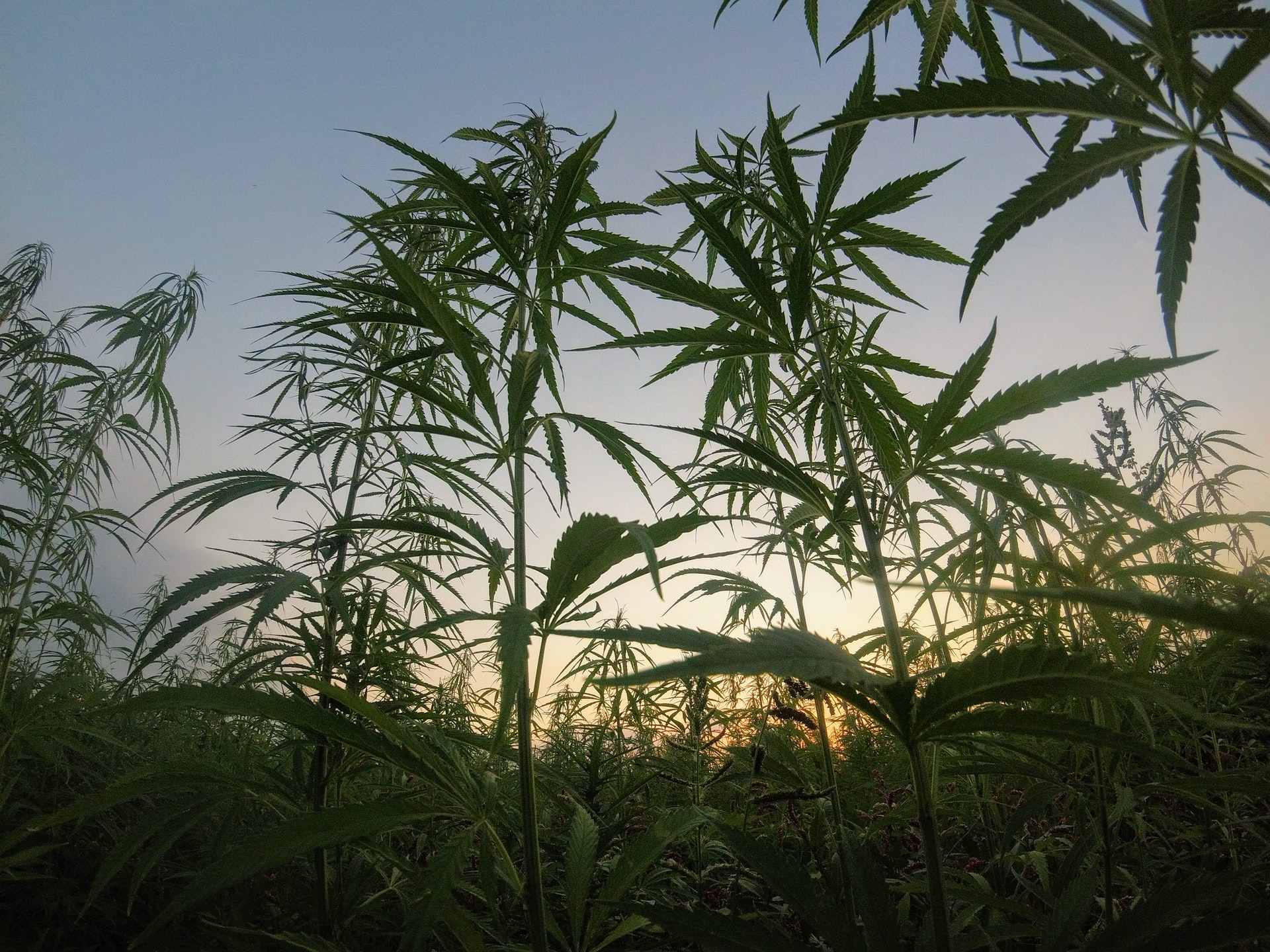 Innovazione dalla canapa: i vincitori dell’EIHA Hemp 2020