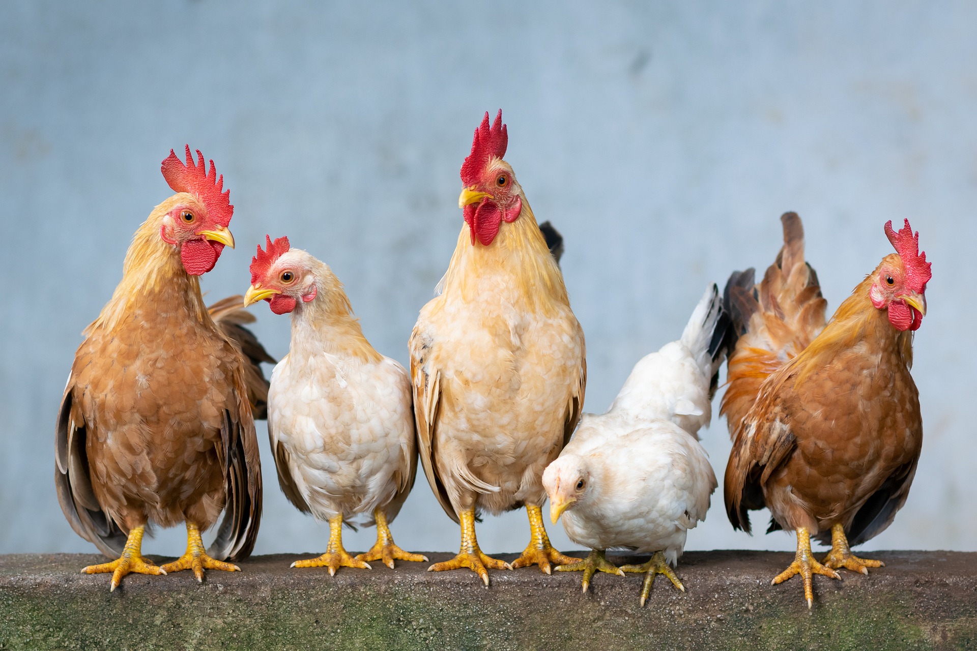 Startup: Regenerative Poultry Systems, the poultry sector in transition thanks to indigenous knowledge