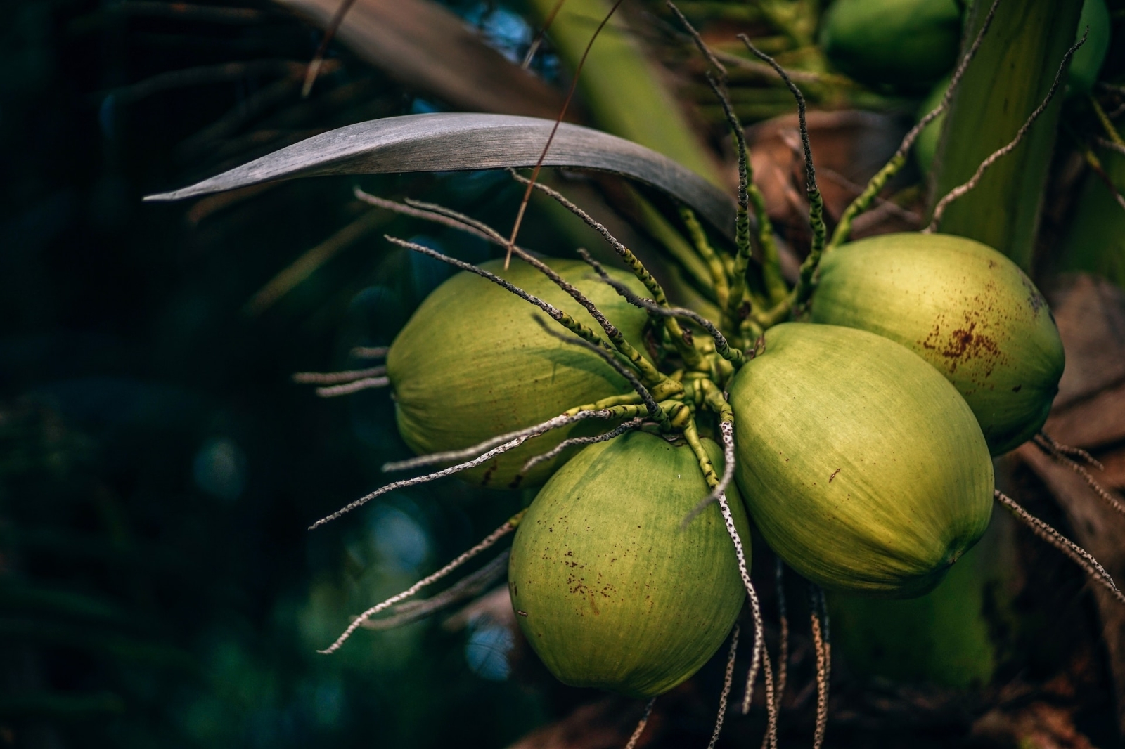 Startup: Cocogreen, i substrati agricoli dalla fibra di cocco