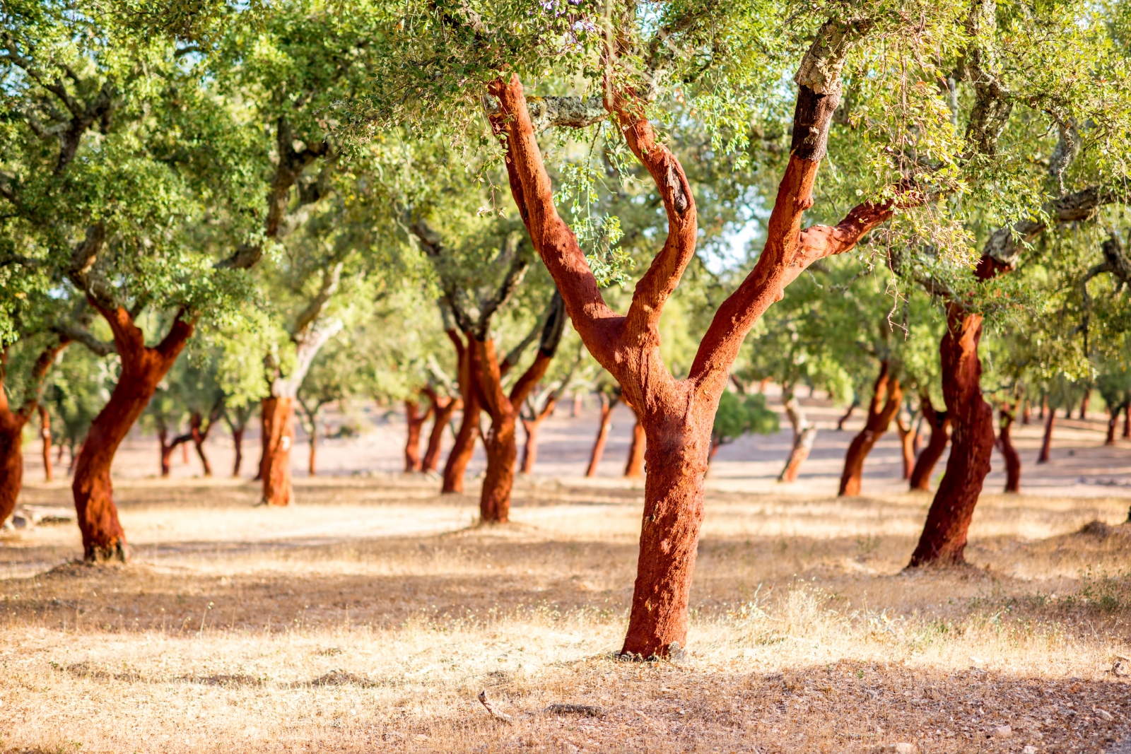 Startup: Lebiu, materiali biobased dagli scarti di sughero sardi