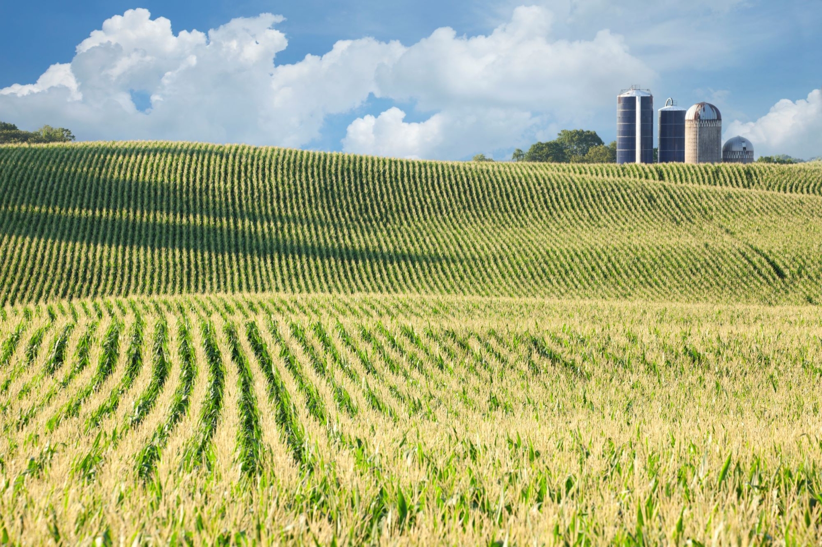 Bioeconomy day 2024, il 23 maggio è la giornata nazionale della bioeconomia