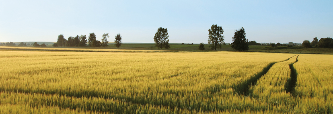 Il punto di vista del terreno