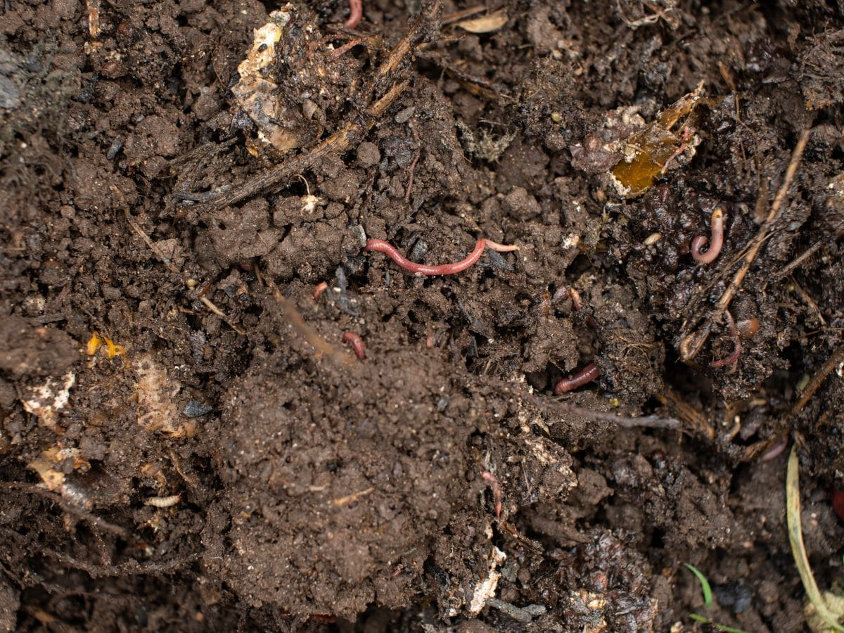 Dalla Cina un nuovo indicatore per valutare la stabilità del carbonio nel suolo