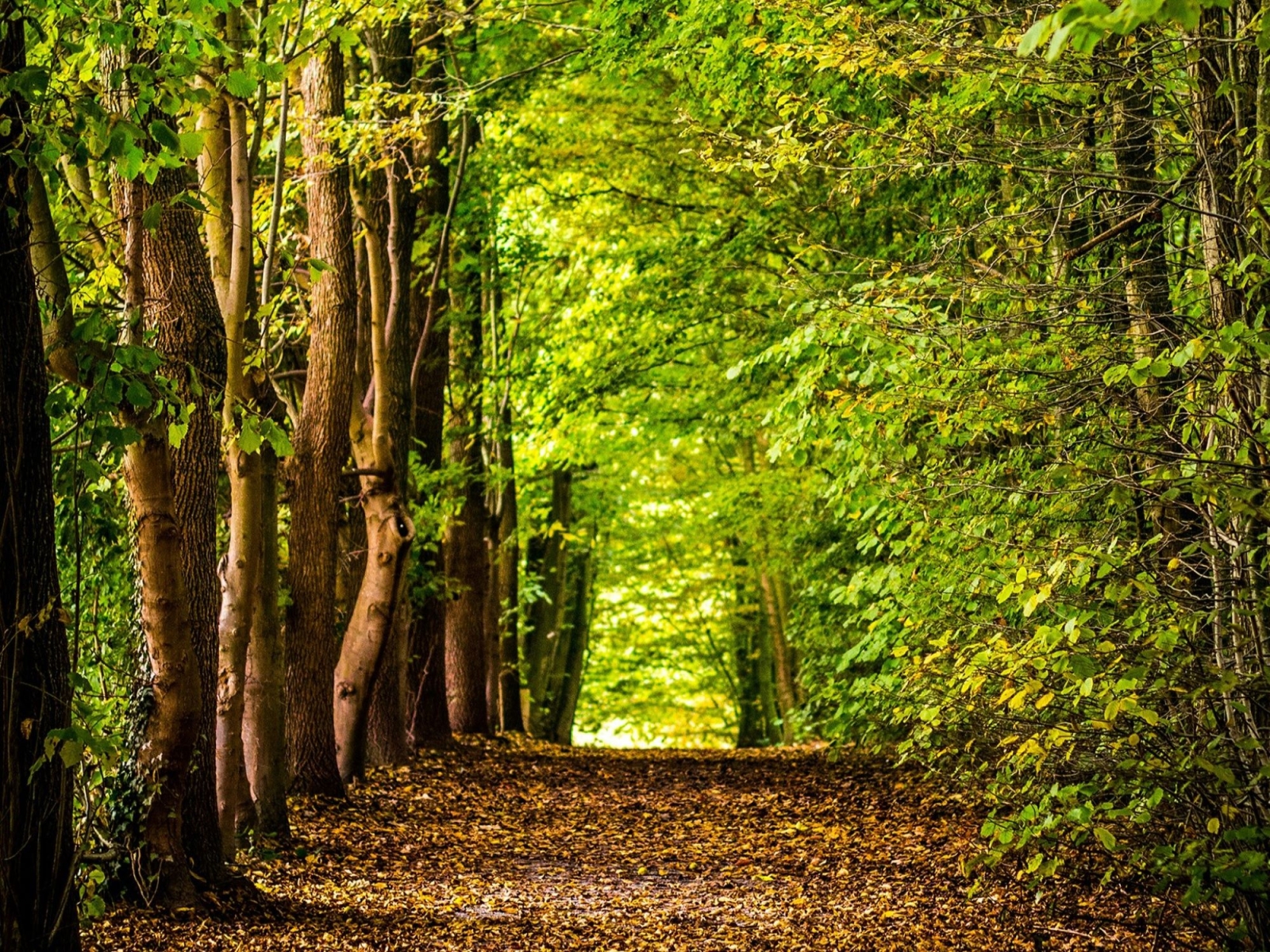 E.ON e Rete Clima inaugurano il Biodiversity Lab nel bosco di Giussano