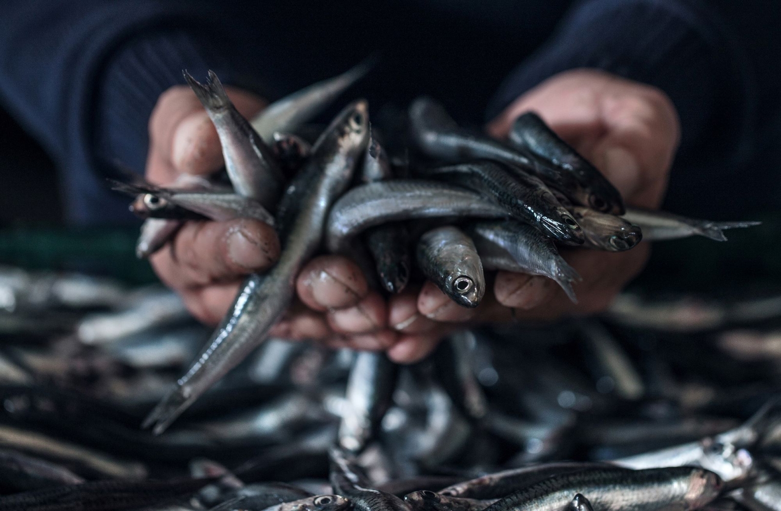 Delicius, the Sustainable Anchovies