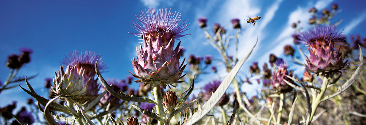 In Sardegna nasce l'alleanza tra coltivatori e chimica verde