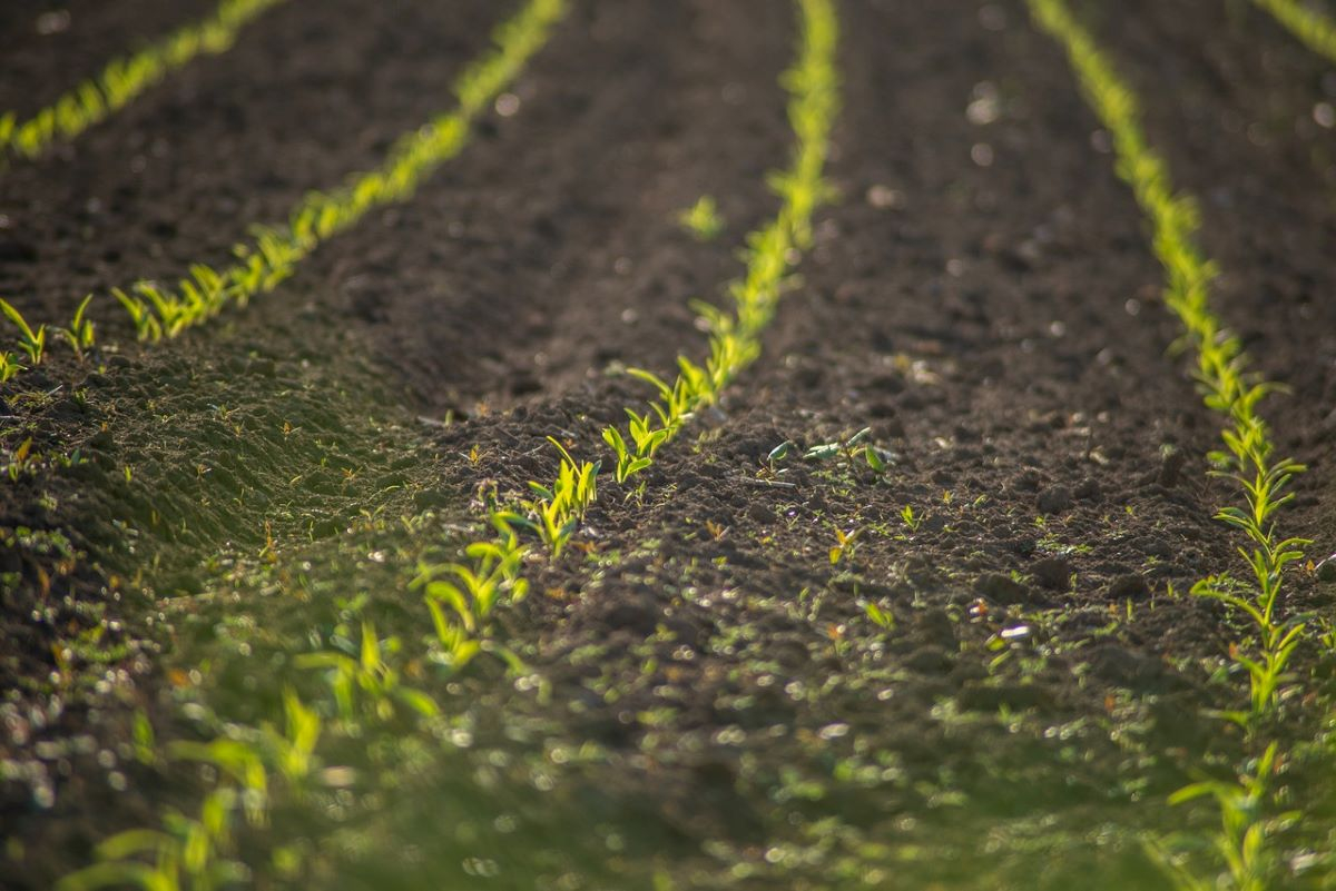 Fertilizzanti a basse emissioni, a Nextchem (Maire) uno studio di fattibilità e un pre-feed