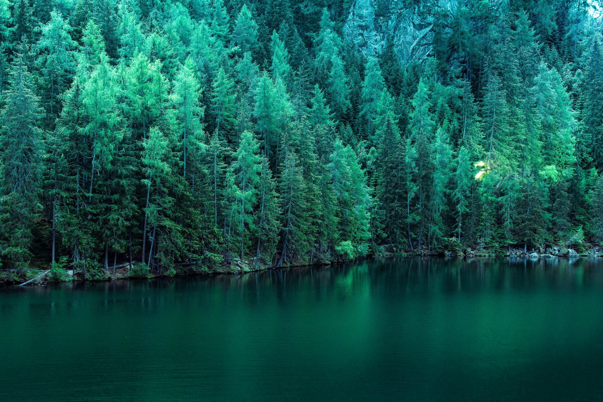 L’Italia adotta la sua strategia forestale