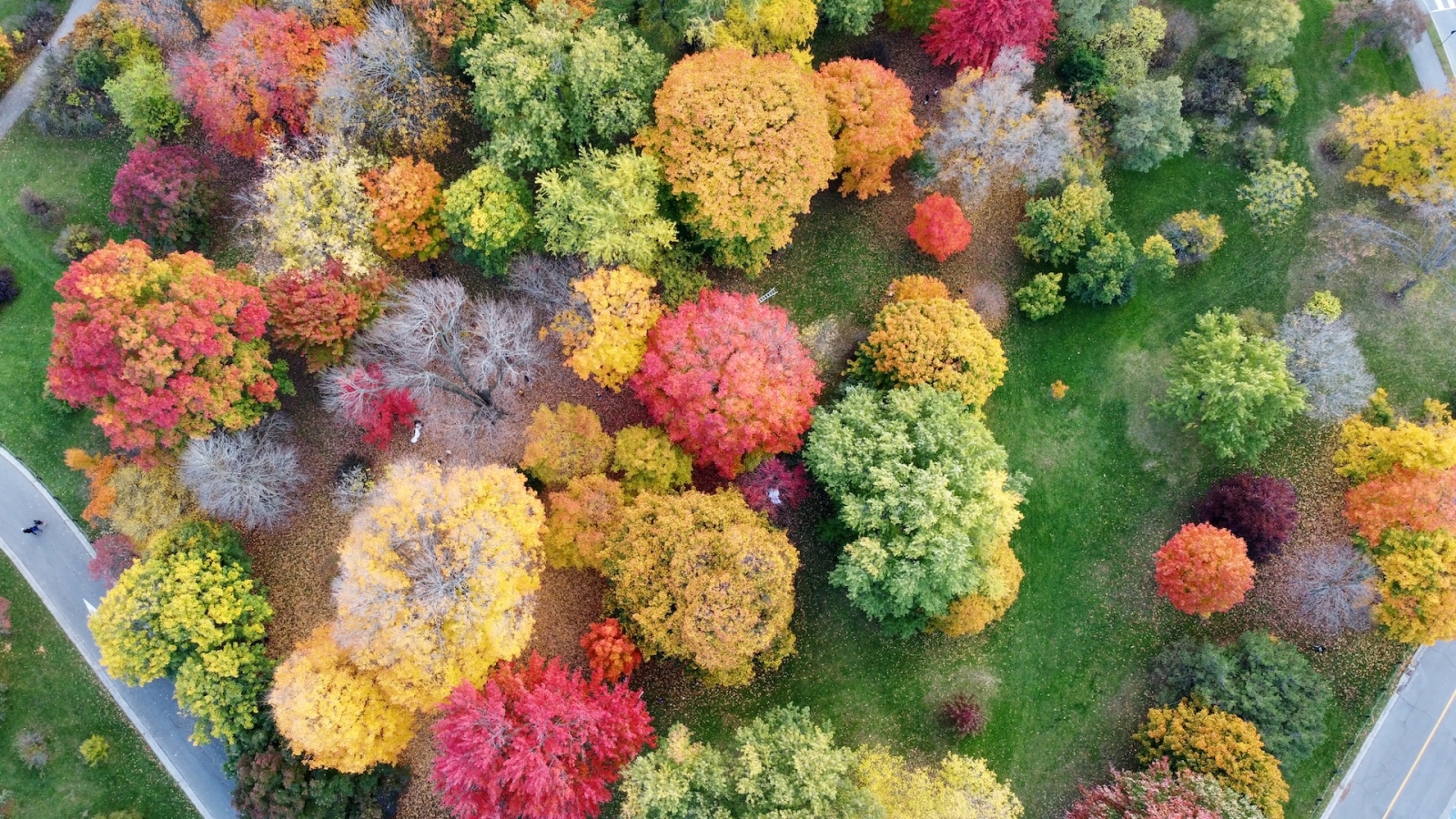 Un anno di Foresta Italia dentro e fuori le città