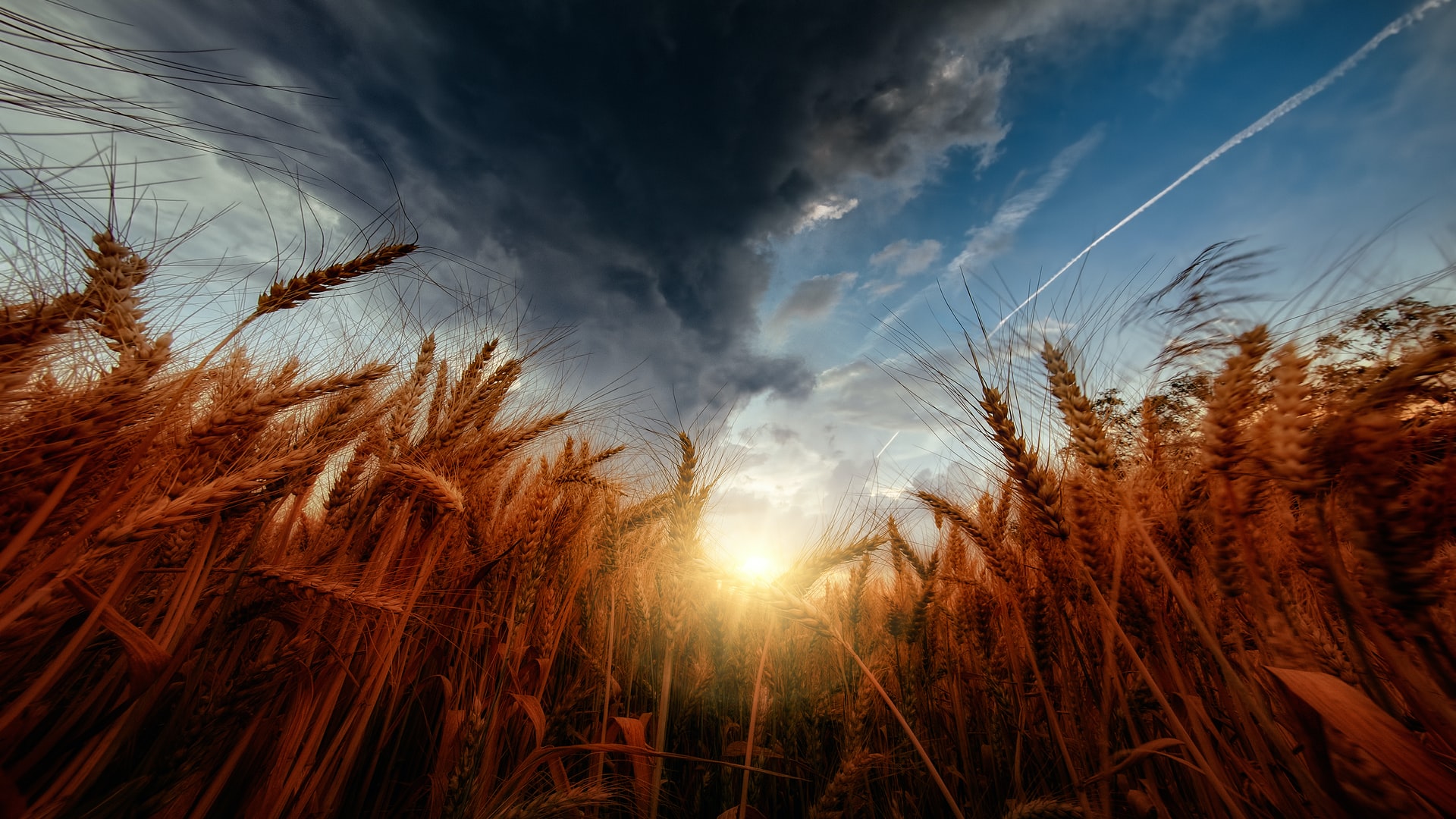 War and the wheat crisis: what are the effects in Europe and the world?