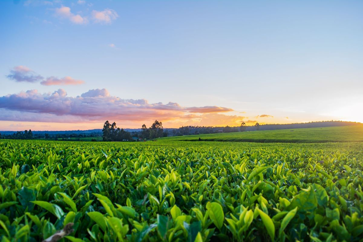 Carbon farming, una via per la resilienza ambientale e la sostenibilità agricola